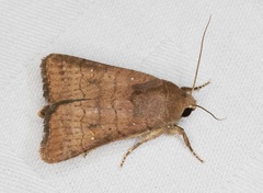 Athetis stellulata