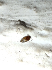 Coleoptera