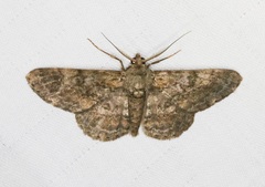 Cleora repulsaria