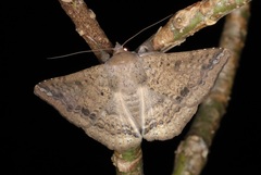 Ericeia subcinerea