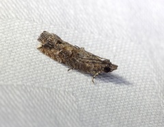 Strepsicrates semicanella