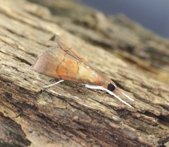 Hemiscopis sanguinea
