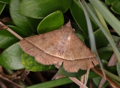 Hypospila bolinoides