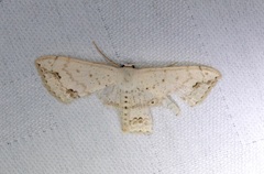 Scopula pulchellata agg