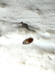 Coleoptera