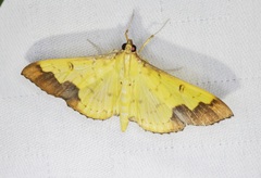 Meroctena tullalis