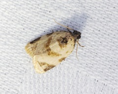 Neocalyptis liratana