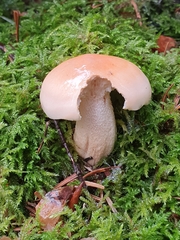 Pudorini