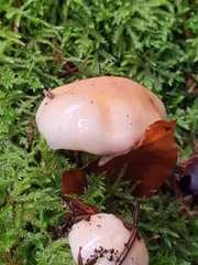 Pudorini