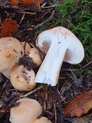 Pudorini
