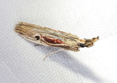 Pseudodavara haemaphoralis