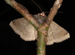 Ericeia subcinerea
