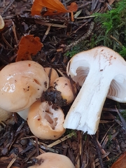 Pudorini