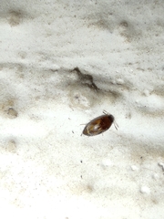 Coleoptera