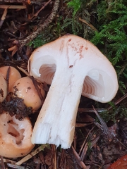 Pudorini