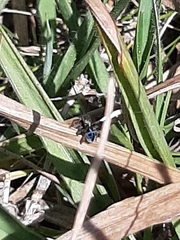 Maratus nigromaculatus