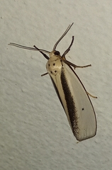 Ilemodes heterogyna