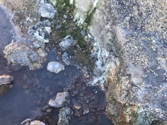 Archaea