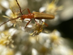 Stenoderus concolor