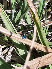 Maratus nigromaculatus