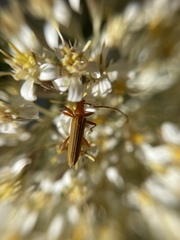 Stenoderus concolor