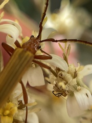 Stenoderus concolor