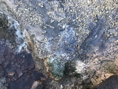 Archaea