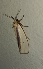 Ilemodes heterogyna