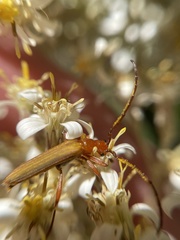 Stenoderus concolor