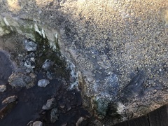 Archaea