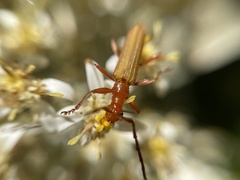 Stenoderus concolor