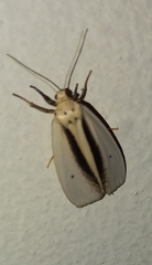 Ilemodes heterogyna