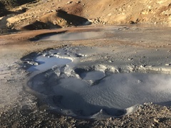 Archaea