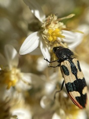 Castiarina interstitialis