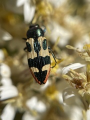 Castiarina interstitialis