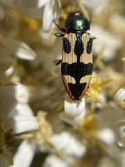 Castiarina interstitialis