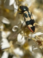 Castiarina interstitialis