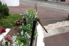 Sympetrum infuscatum