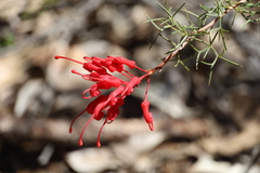 Grevillea wilsonii