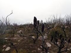 Banksia canei