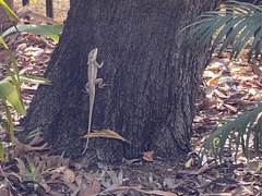 Lophognathus gilberti