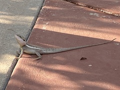 Lophognathus gilberti