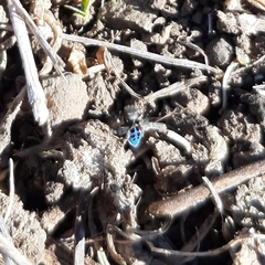 Maratus nigromaculatus
