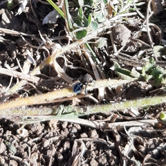Maratus nigromaculatus
