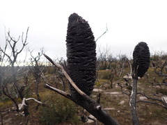Banksia canei