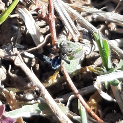 Maratus nigromaculatus