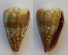 Conus balteatus