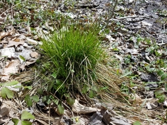 Carex bromoides