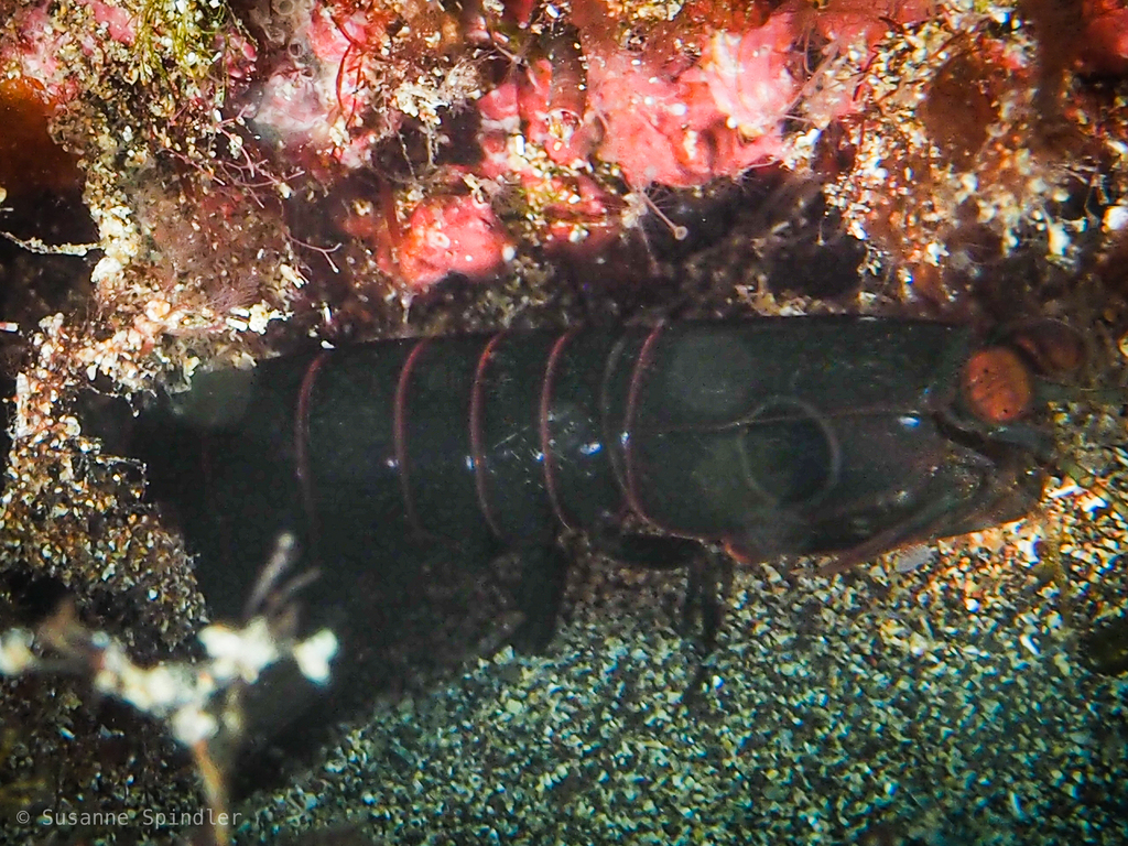 Pseudosquillisma