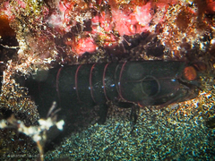 Pseudosquillisma oculata